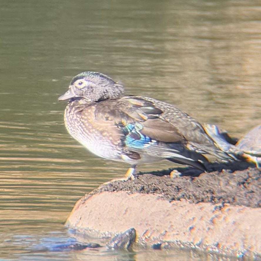 kachnička karolínská - ML645815650