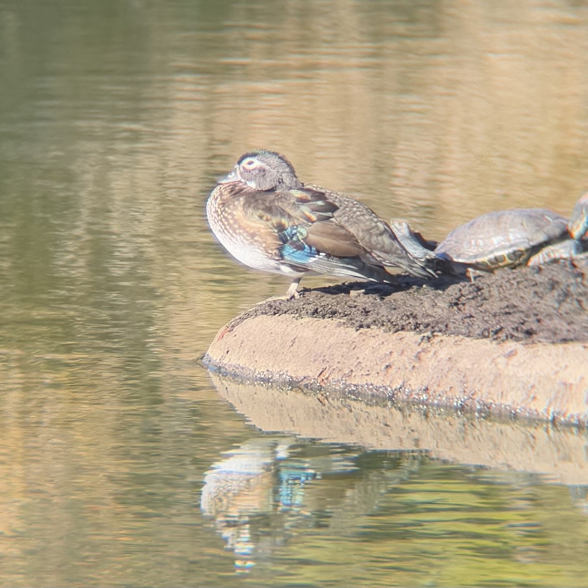 kachnička karolínská - ML645815651