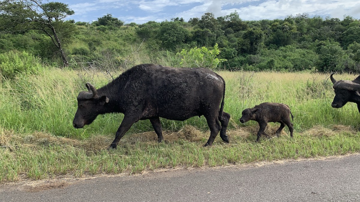 African Buffalo - ML645815652