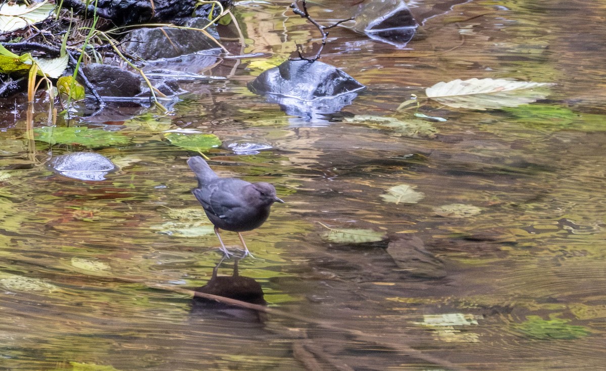 Ur-zozo iparramerikarra - ML645815653