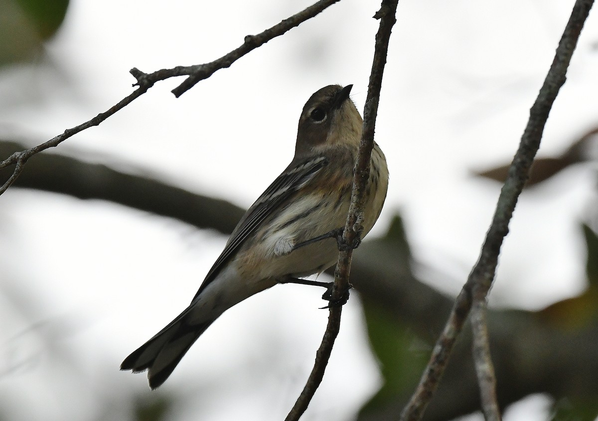 Yellow-rumped Warbler (Myrtle) - ML645815654