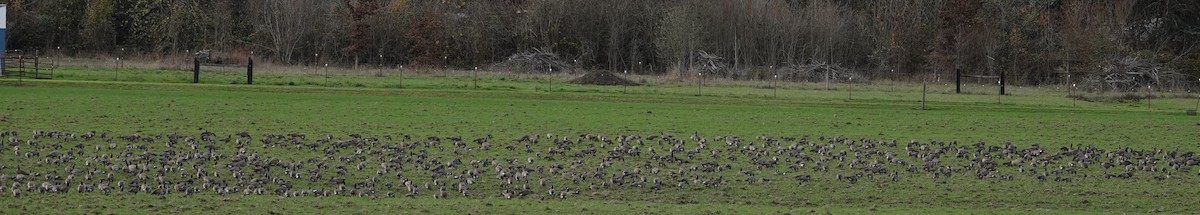 berneška malá (ssp. minima) - ML645815656