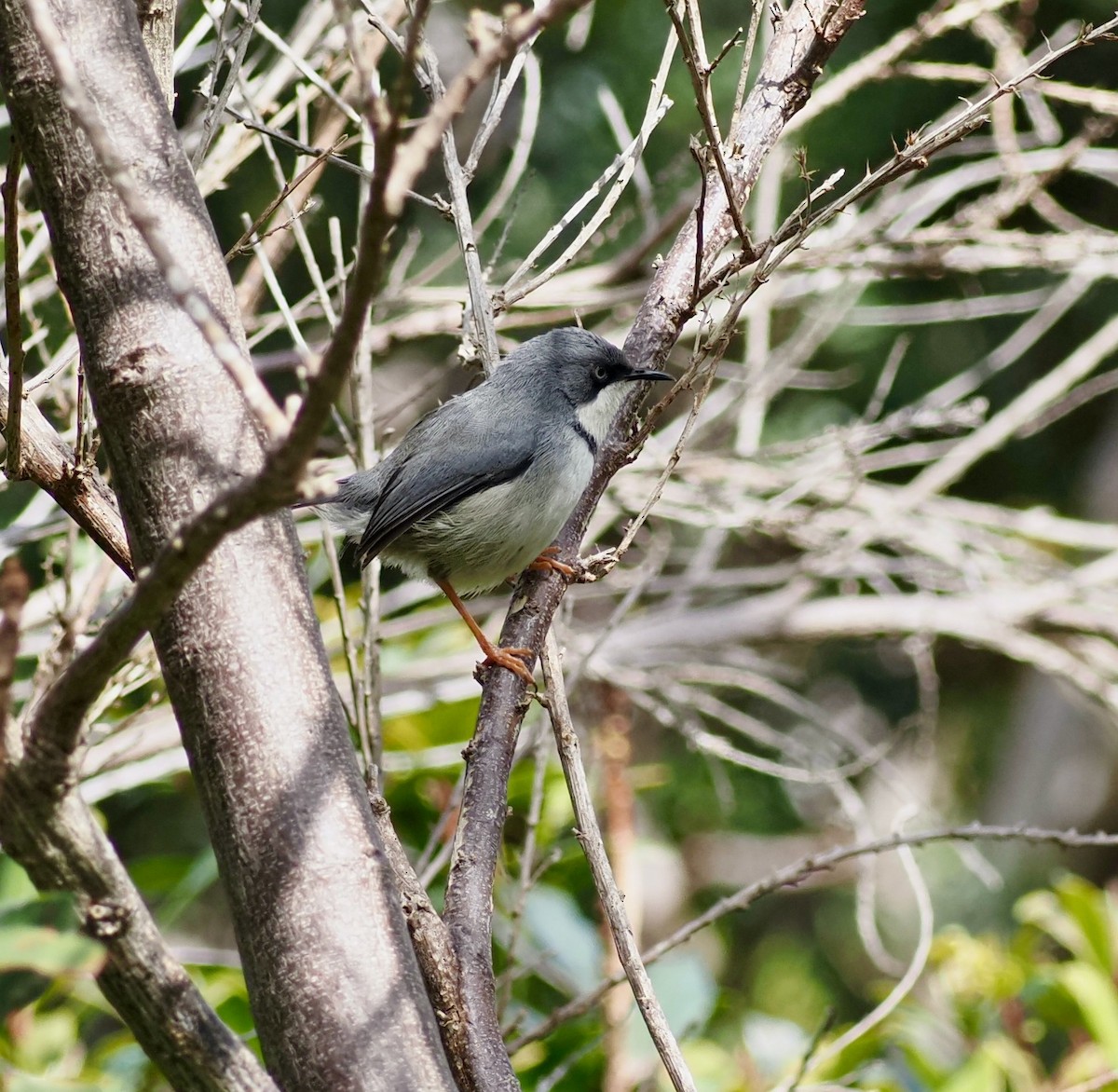 Bar-throated Apalis - ML645815657