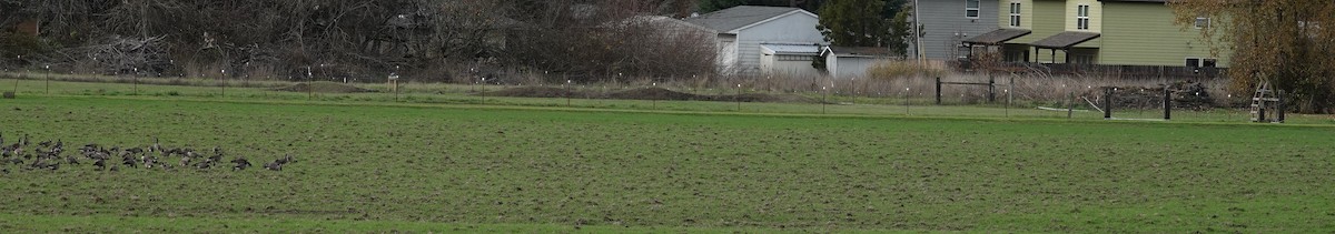 berneška malá (ssp. minima) - ML645815658