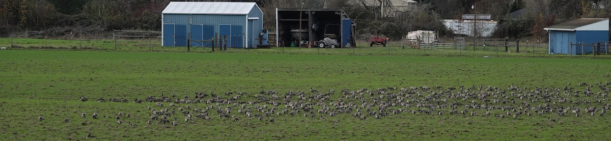 berneška malá (ssp. minima) - ML645815659