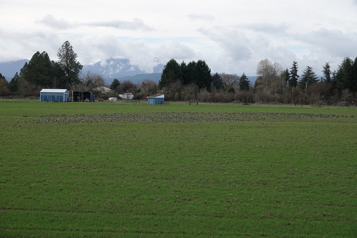 berneška malá (ssp. minima) - ML645815660