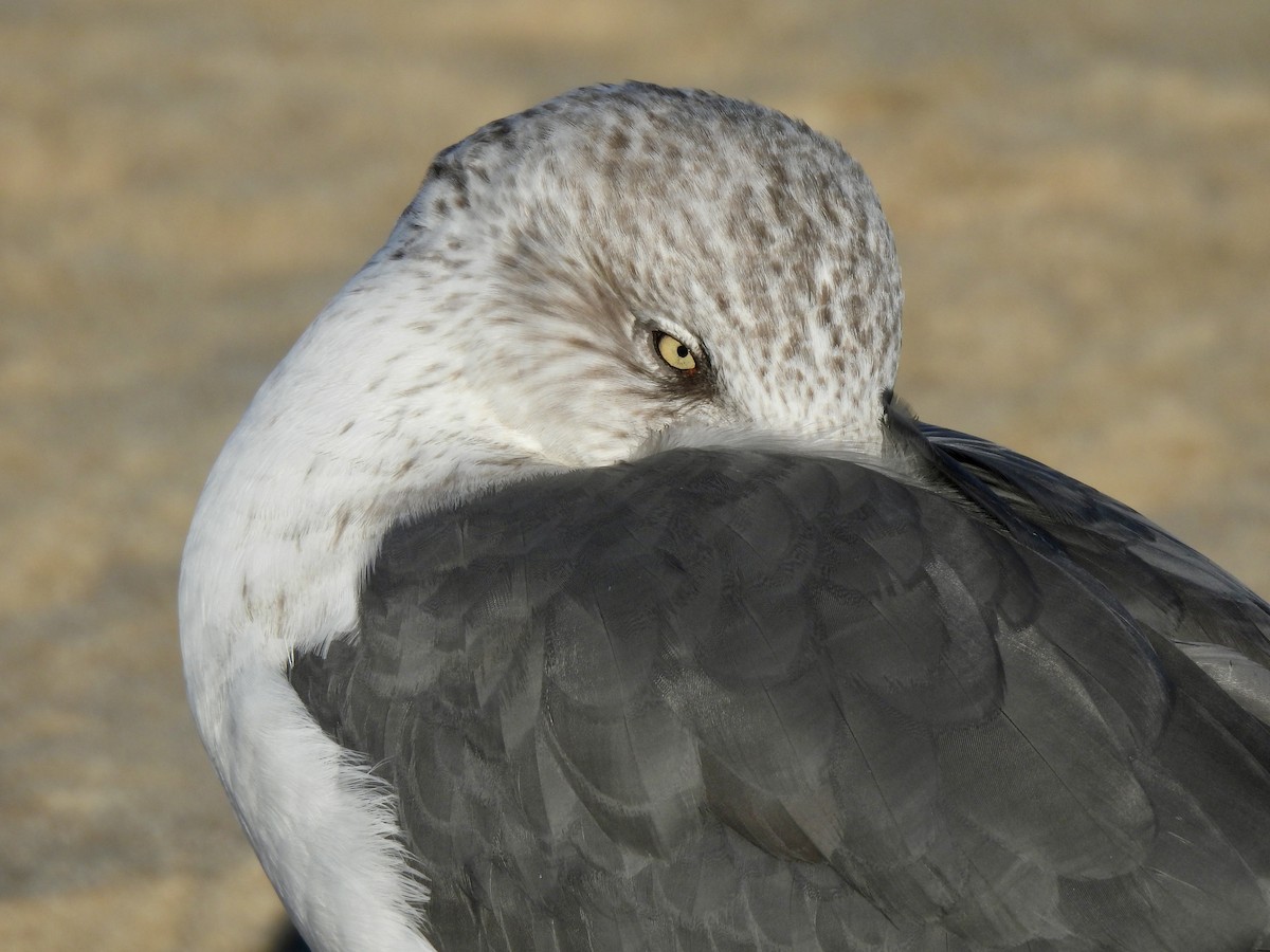 Zafferano - ML645815664