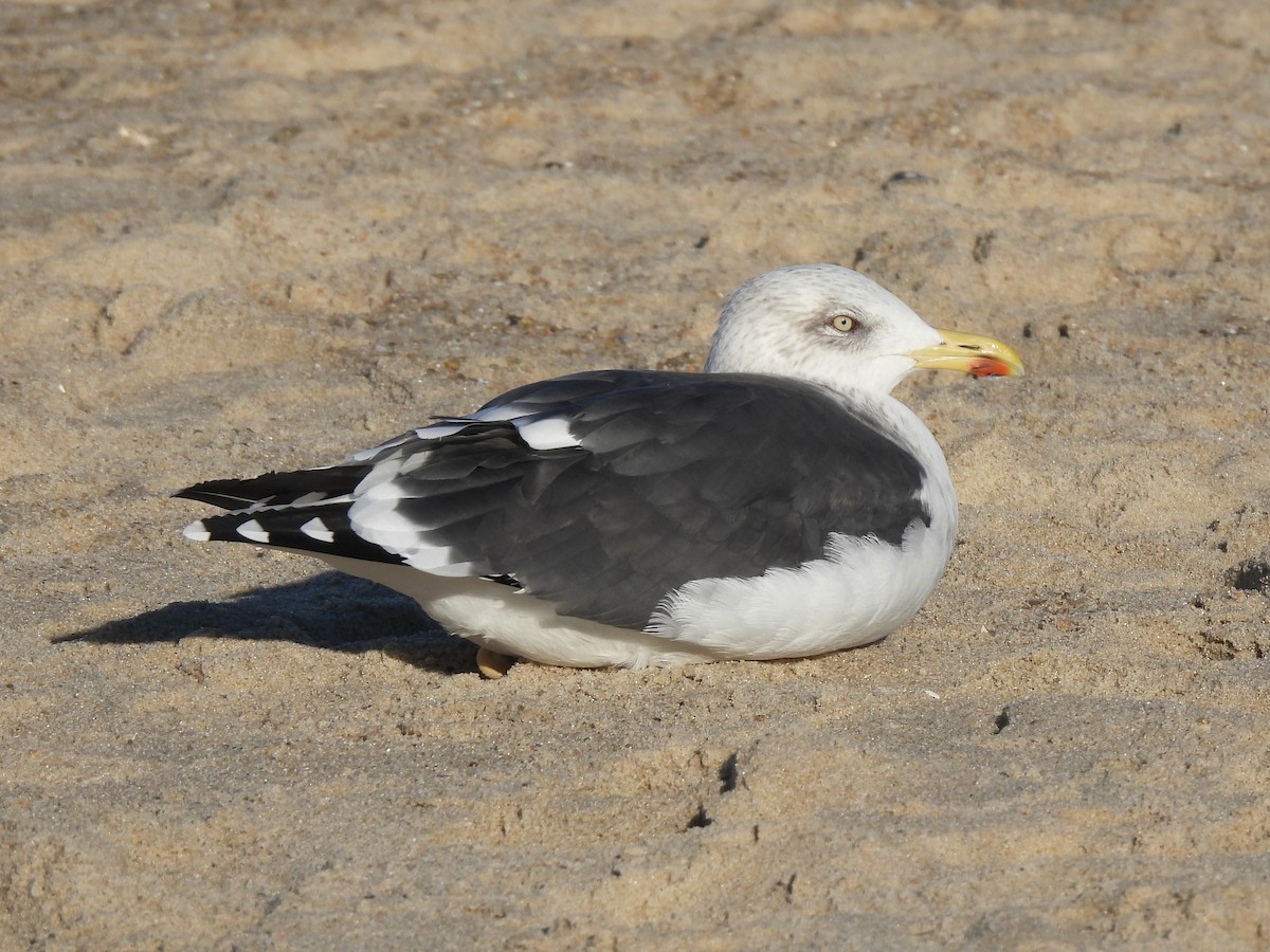 Zafferano - ML645815665