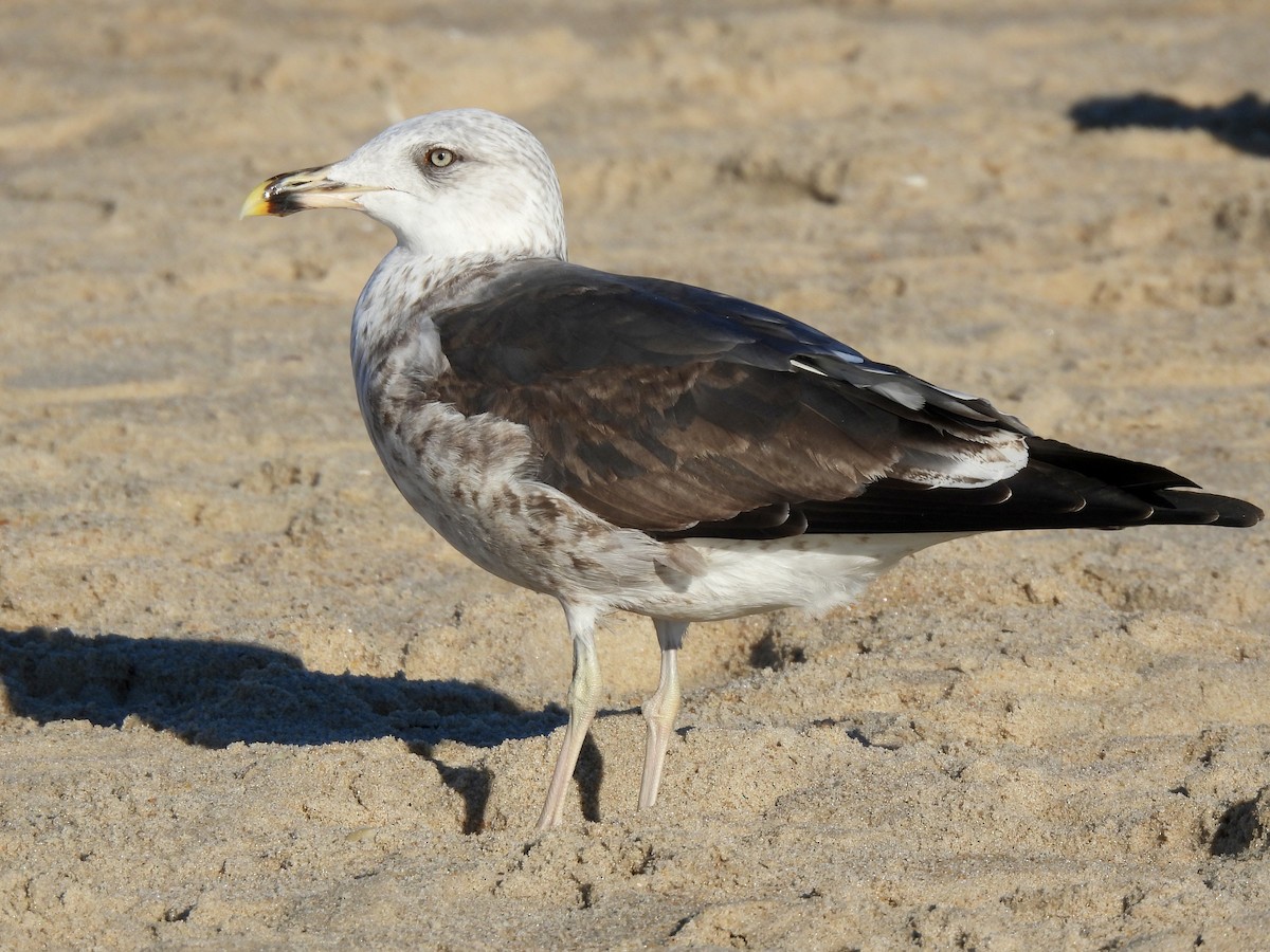 Zafferano - ML645815666