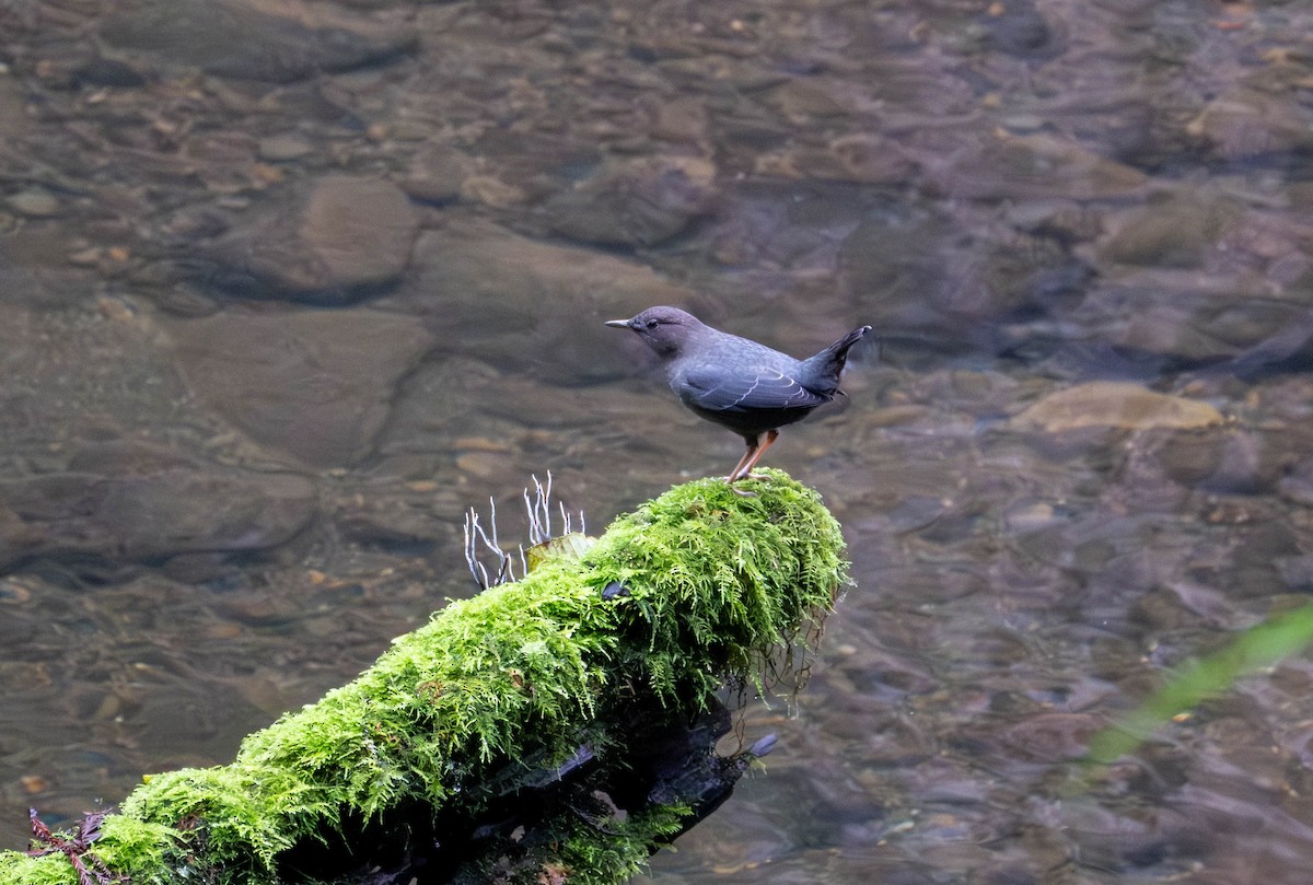 Ur-zozo iparramerikarra - ML645815667