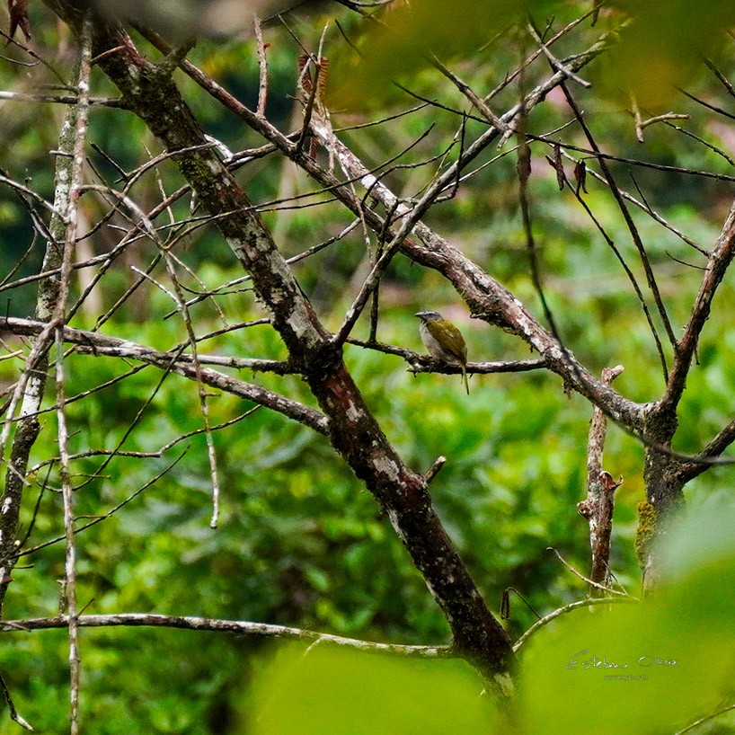 Buff-throated Saltator - ML645815668