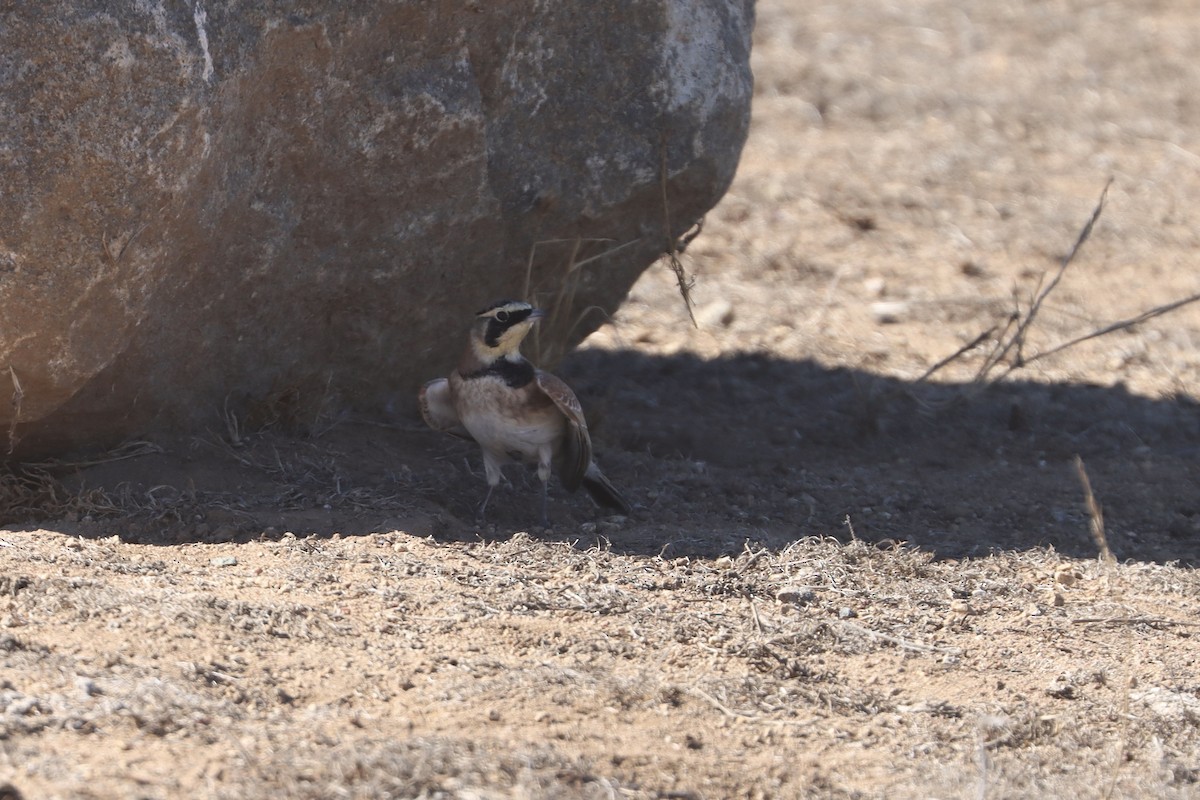 Alondra Cornuda - ML645815673