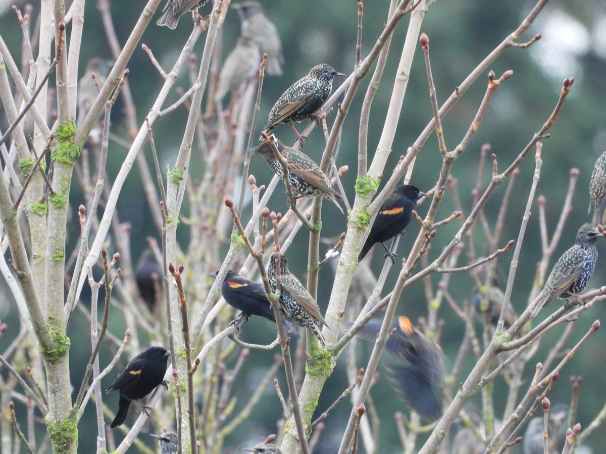 Red-winged Blackbird - ML645815676