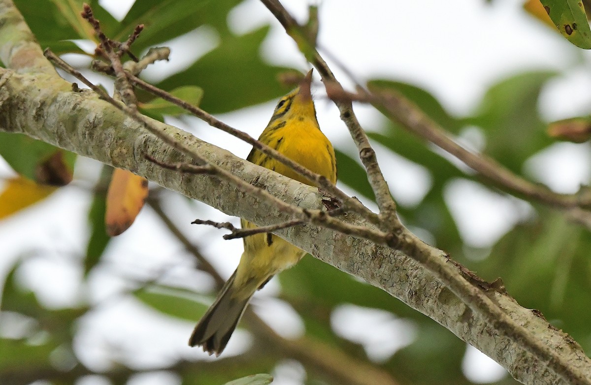 Prairie Warbler - ML645815682