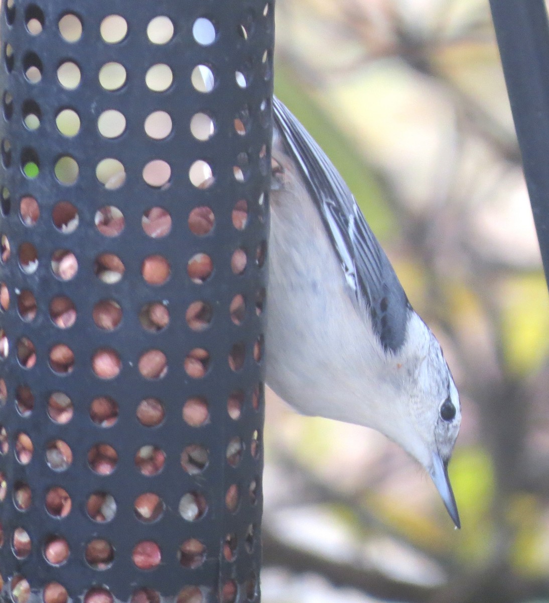 Sittelle à poitrine blanche - ML645815689