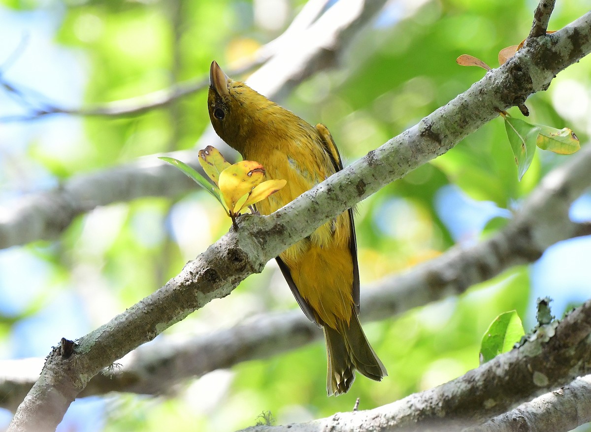 Summer Tanager - ML645815692