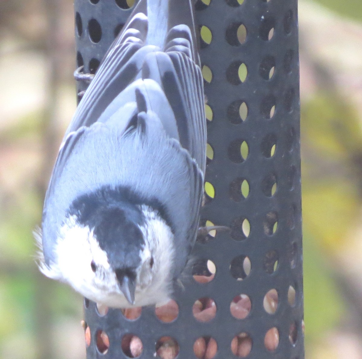 Sittelle à poitrine blanche - ML645815693