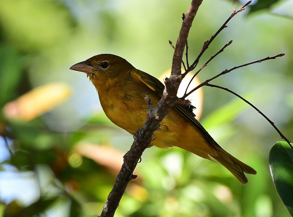 Summer Tanager - ML645815696