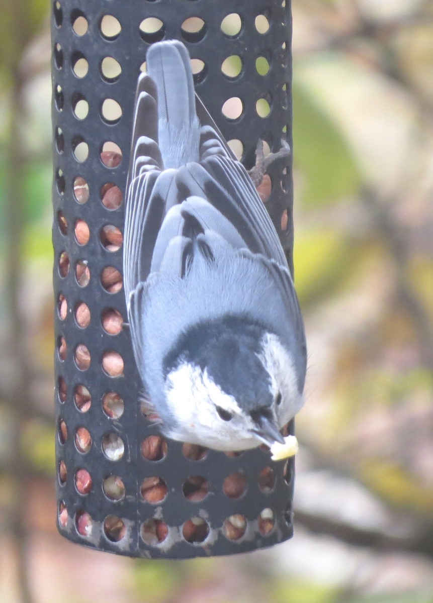 Sittelle à poitrine blanche - ML645815697