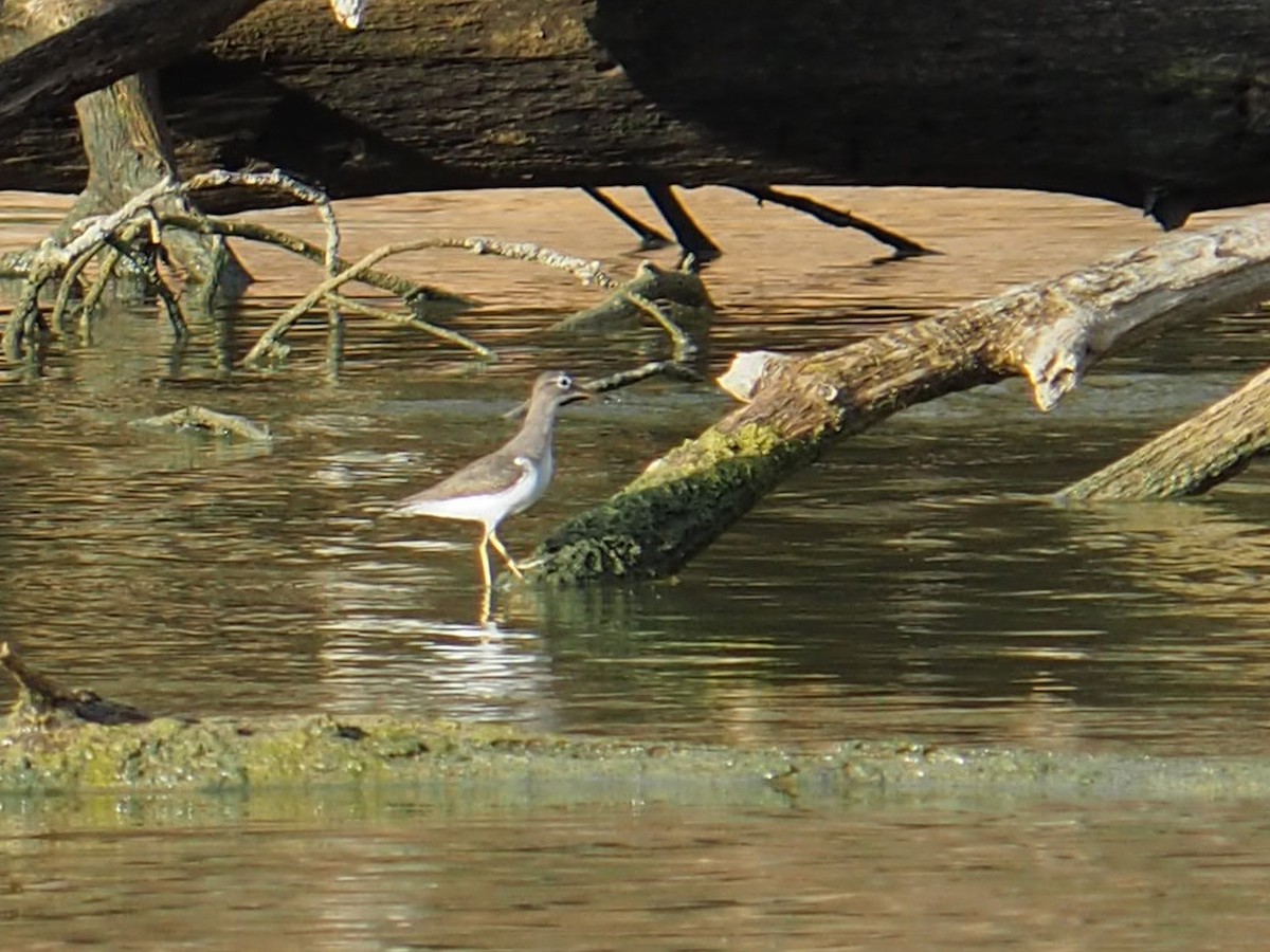 Benekli Düdükçün - ML645815707