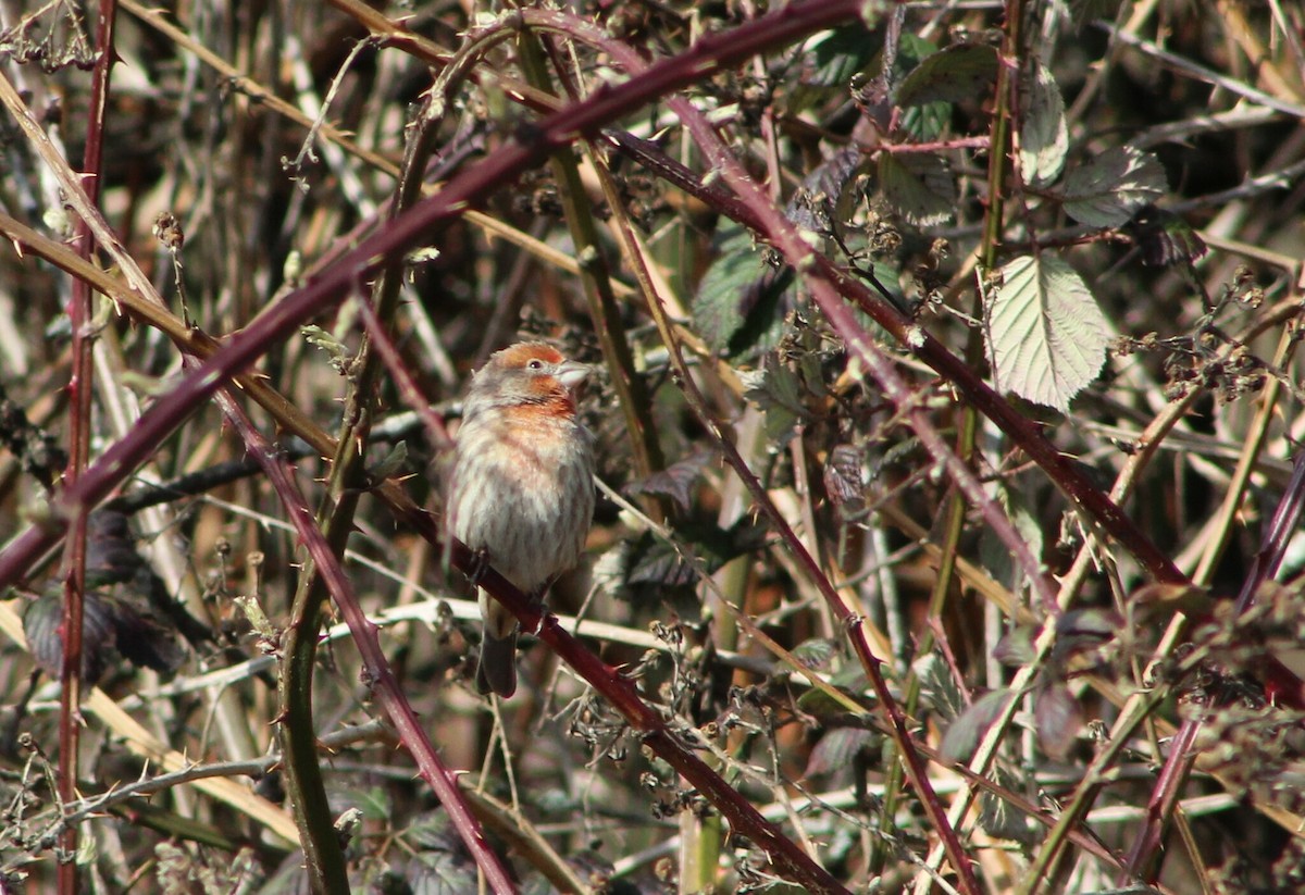 Roselin familier - ML645815715