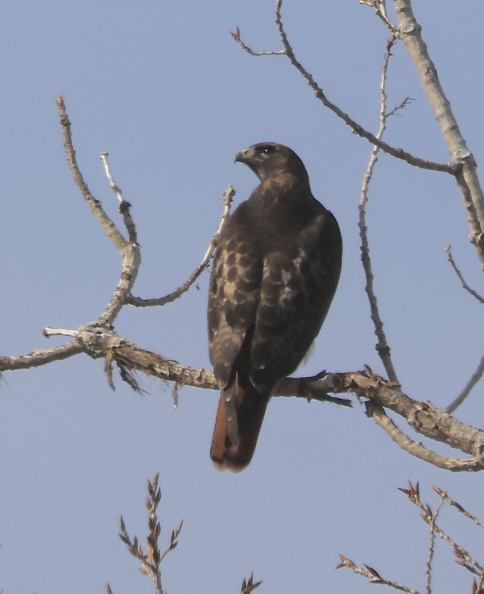 Buse à queue rousse - ML645815716