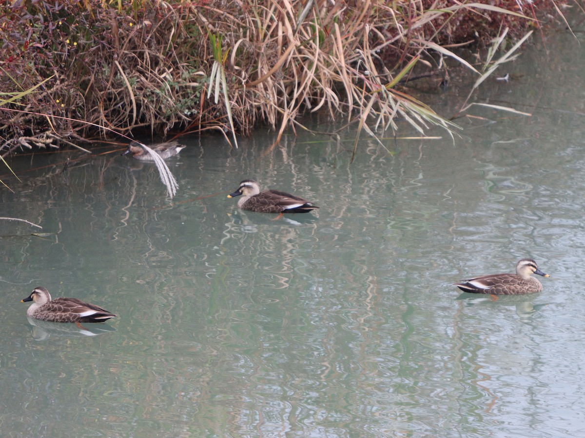 Canard de Chine - ML645815717