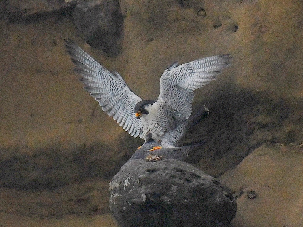 Faucon pèlerin - ML645815718