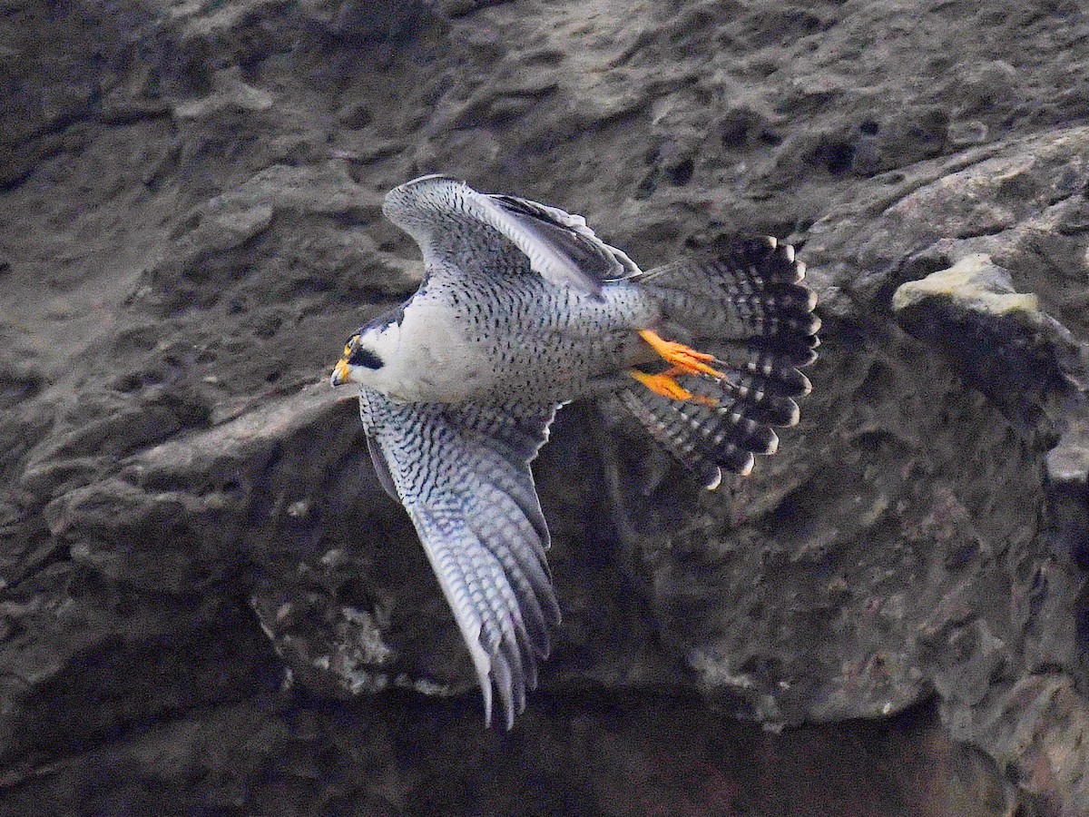 Faucon pèlerin - ML645815719