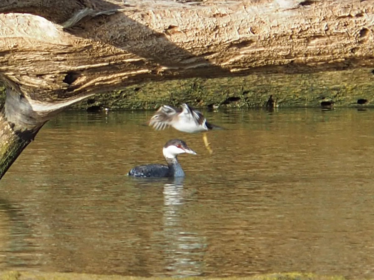 Grèbe esclavon - ML645815720