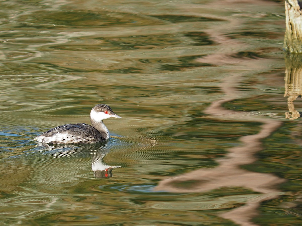 Grèbe esclavon - ML645815721