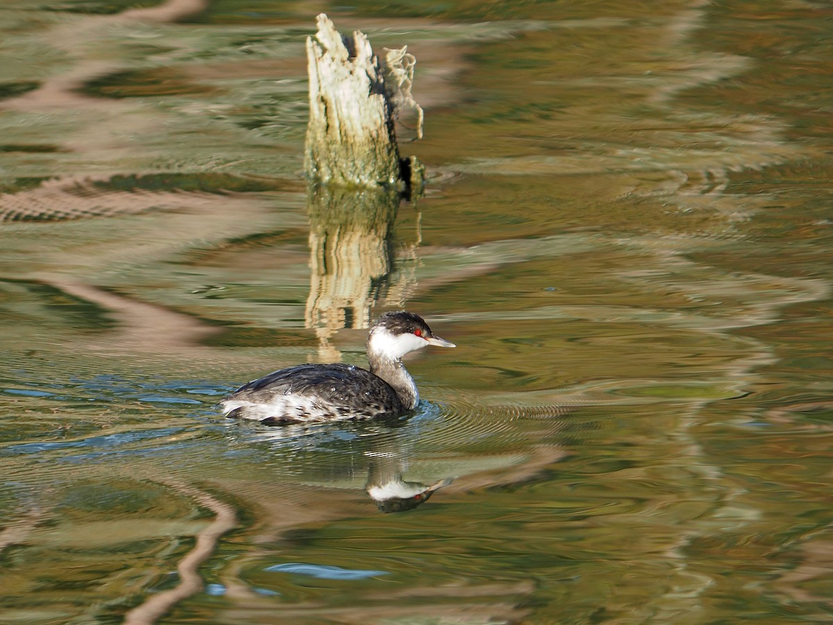 Grèbe esclavon - ML645815722