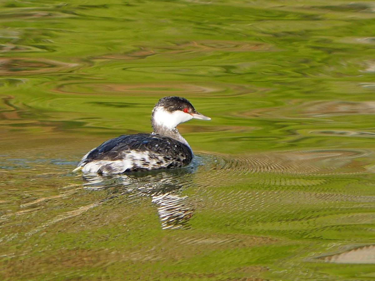 Grèbe esclavon - ML645815723