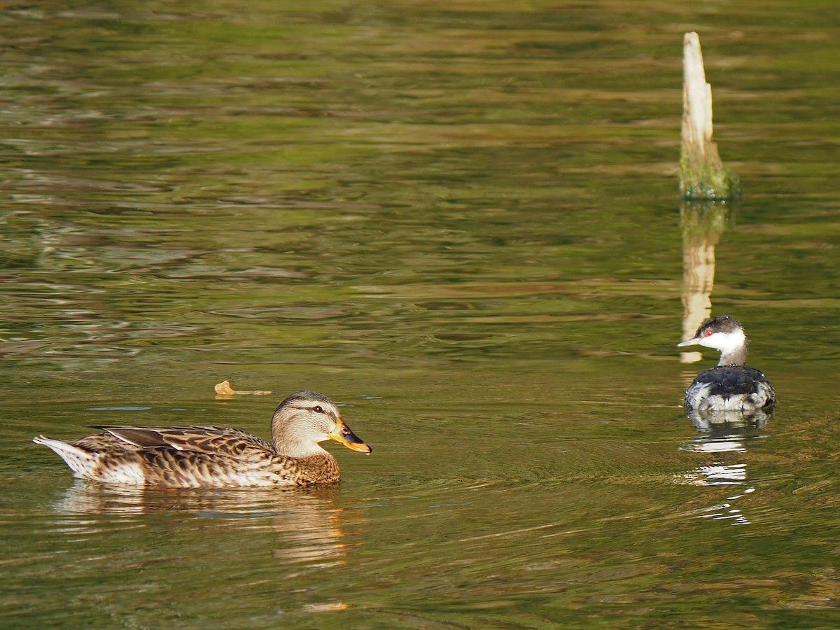 Grèbe esclavon - ML645815724