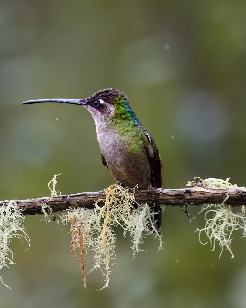Colibri de la Talamanca - ML645815725