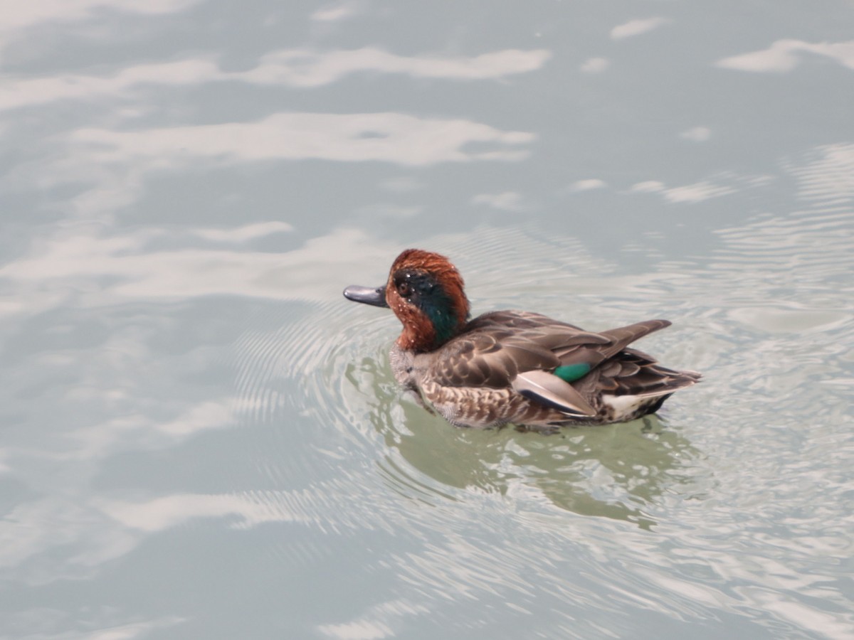 Sarcelle d'hiver - ML645815726