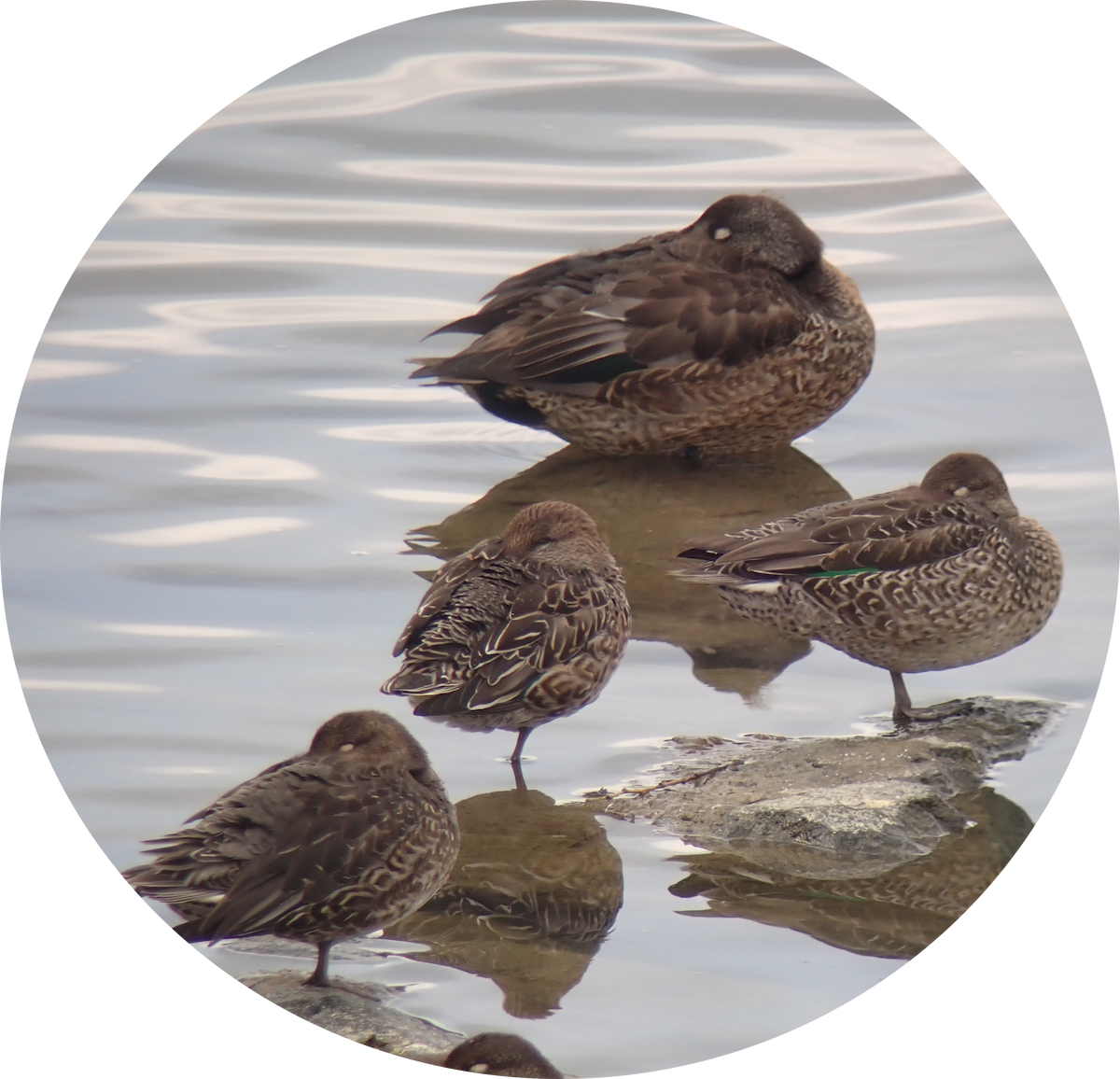 Sarcelle d'hiver - ML645815727