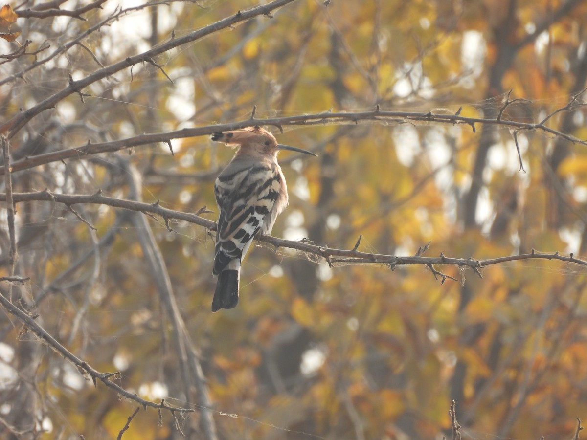 Huppe fasciée - ML645815728