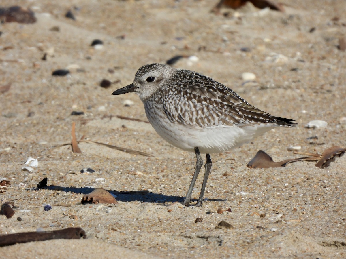 Pluvier argenté - ML645815731