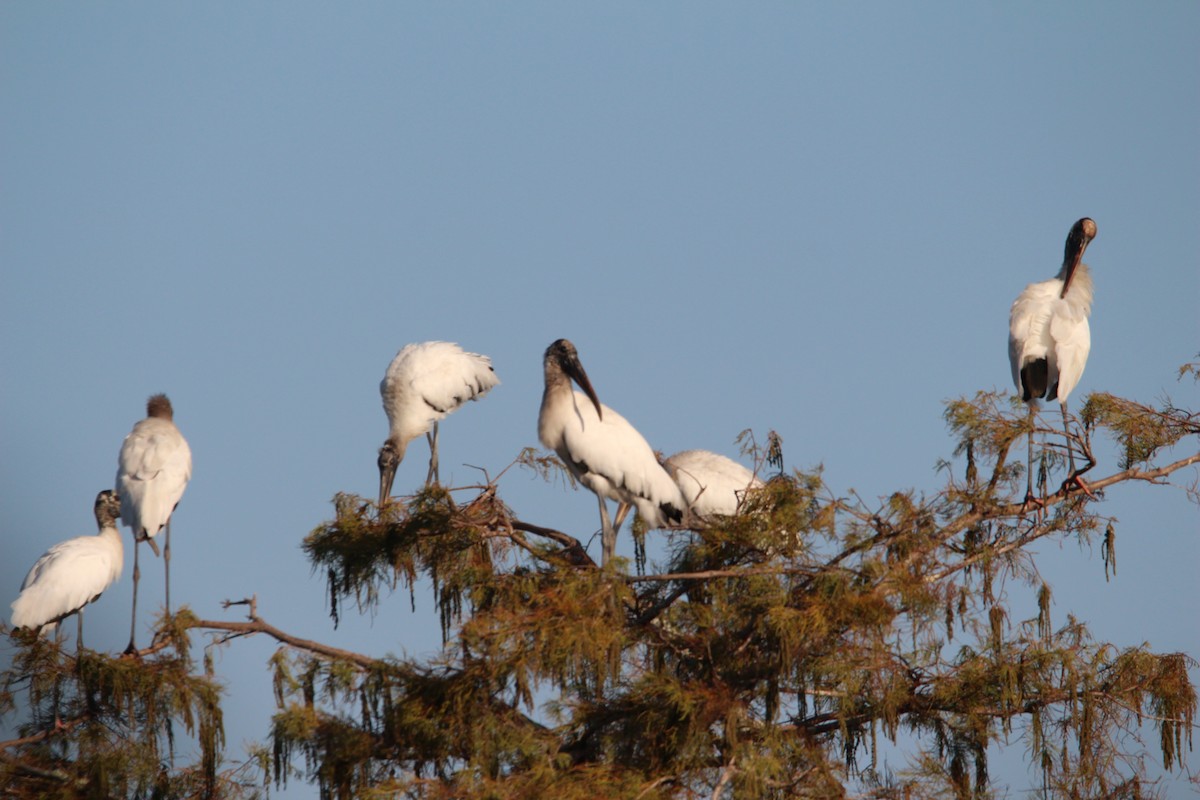 Tantale d'Amérique - ML645815732