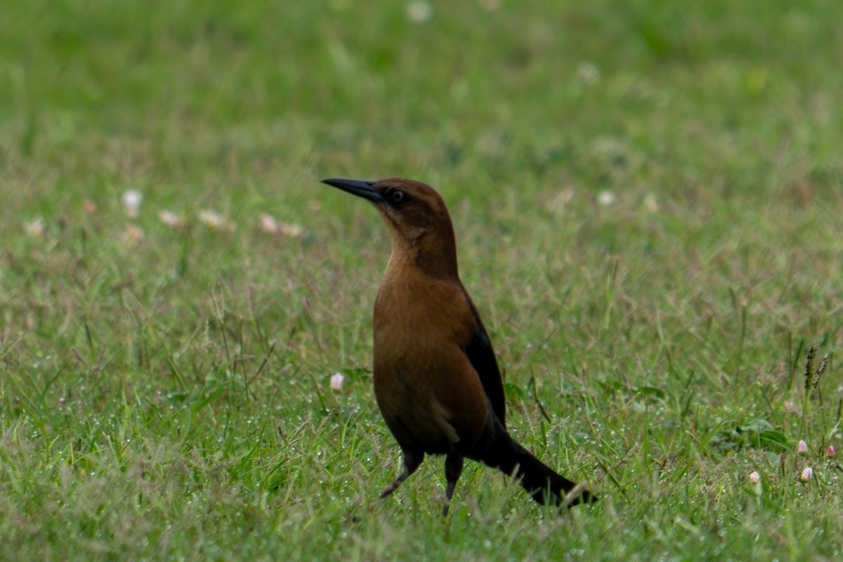 Quiscale des marais - ML645815734