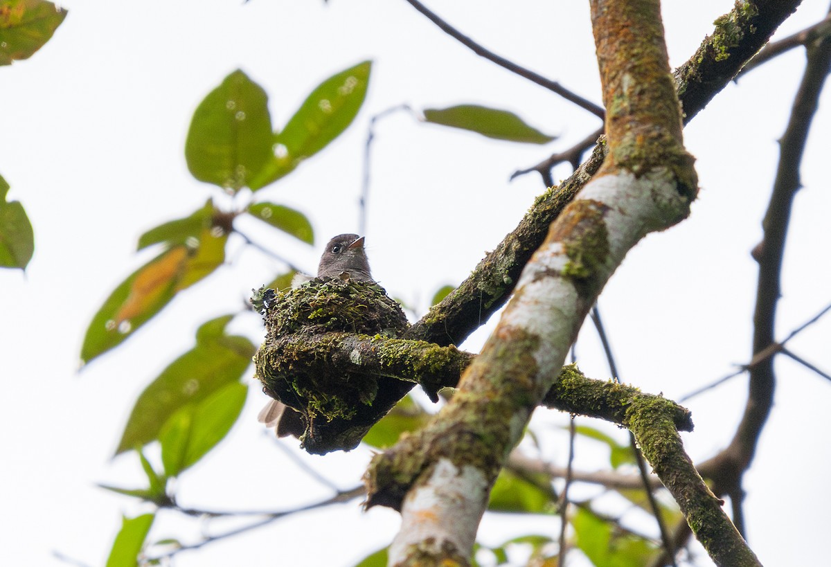 Moucherolle cendré - ML645815735