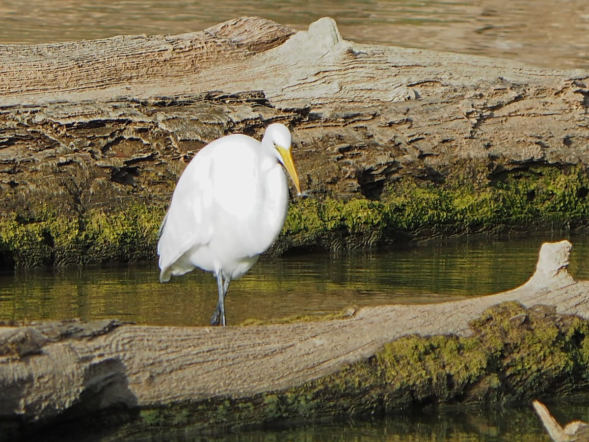 Grande Aigrette - ML645815737