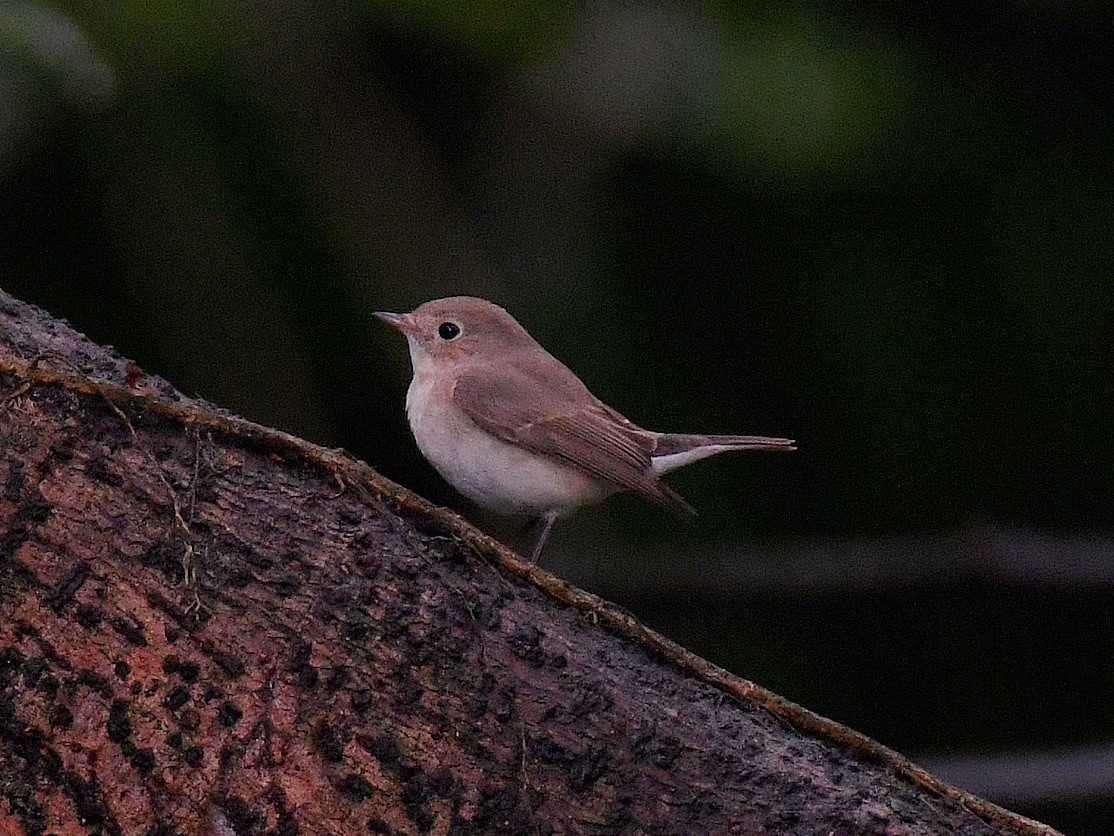 Gobemouche nain - ML645815739