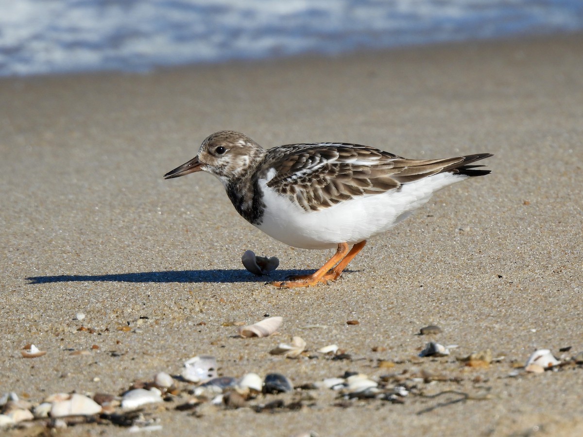 Tournepierre à collier - ML645815740