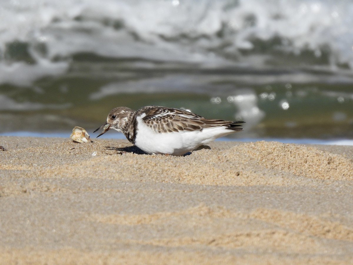 Tournepierre à collier - ML645815742