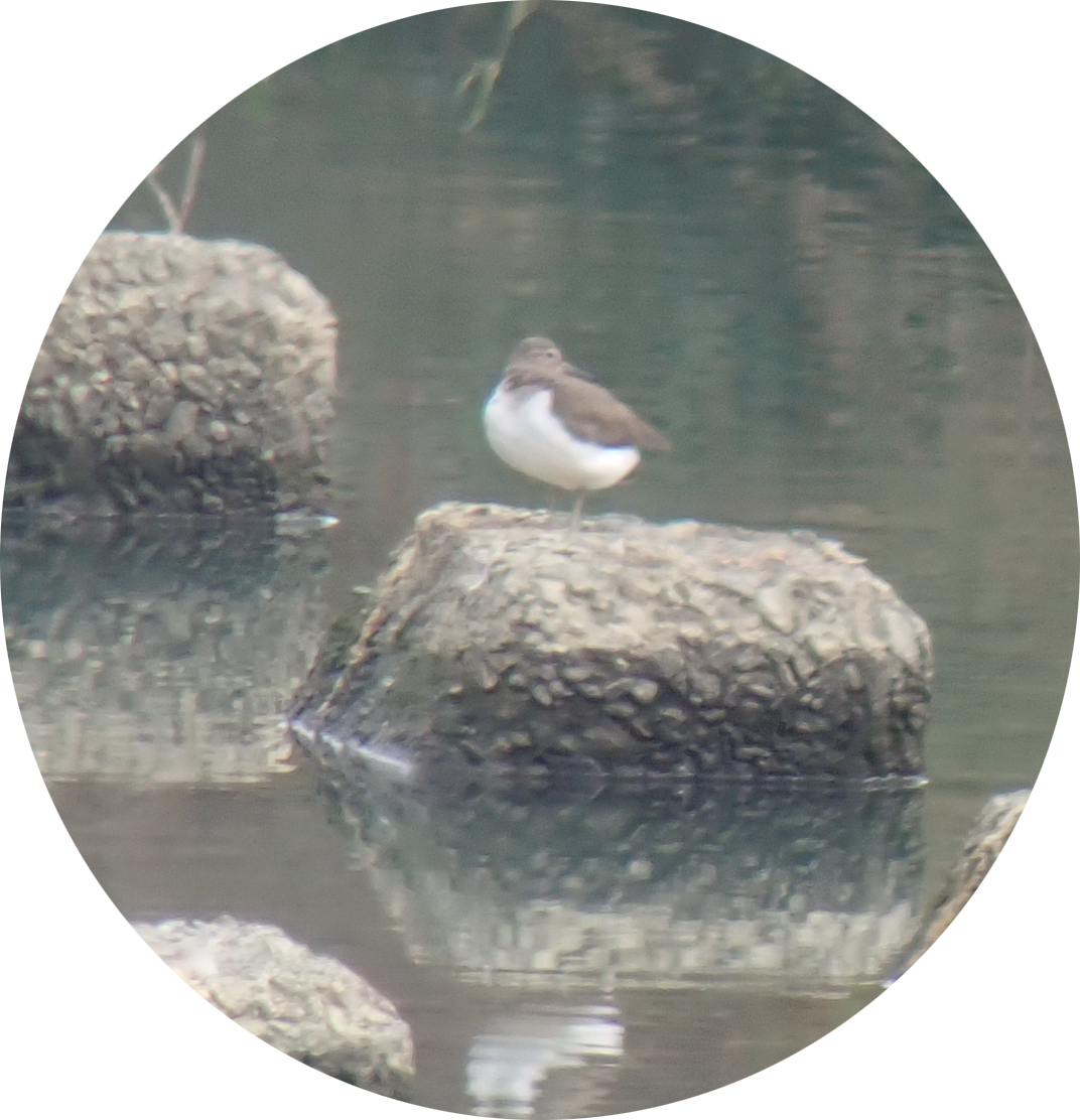 Chevalier guignette - ML645815743