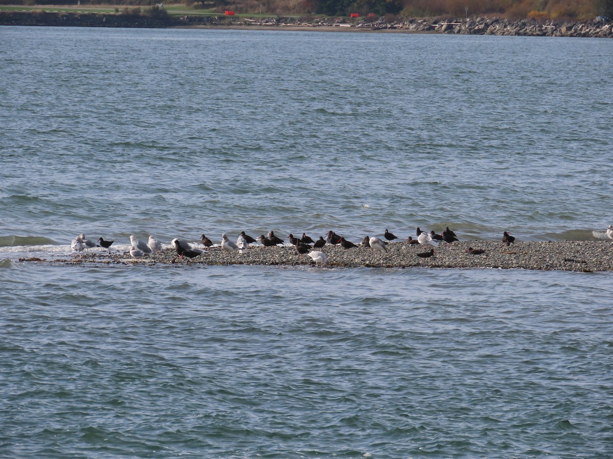Black Oystercatcher - ML645815744