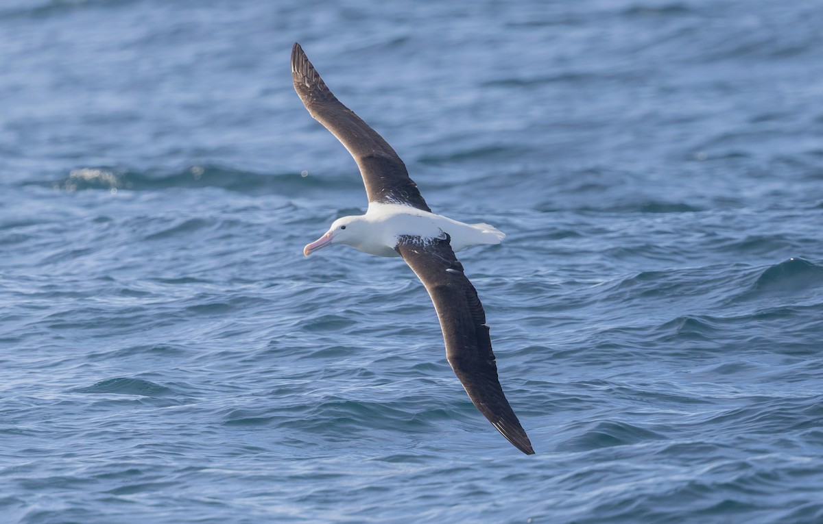 Albatros de Sanford - ML645815746