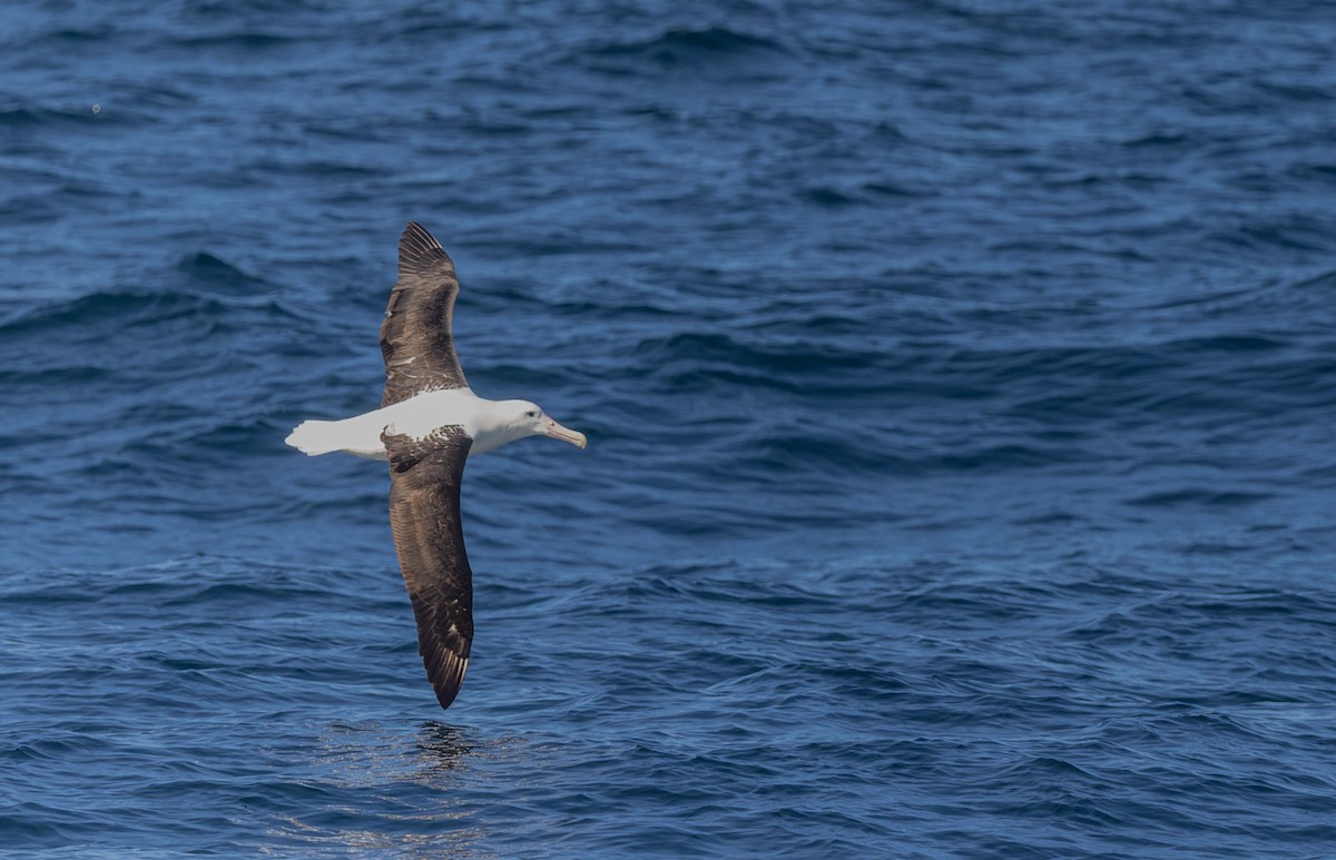 Albatros de Sanford - ML645815747